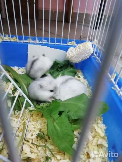 Джунгарский хомяк
