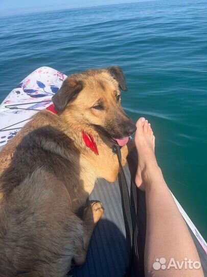 Сап борд аренда