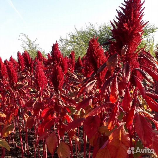 Семена Амаранта (сорт Валентина)