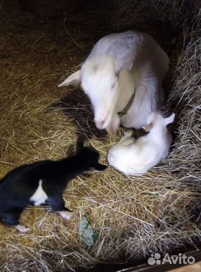 Козлёнок, черный