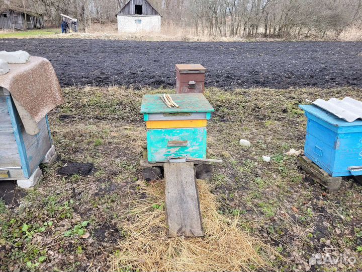 Пчелы и улья