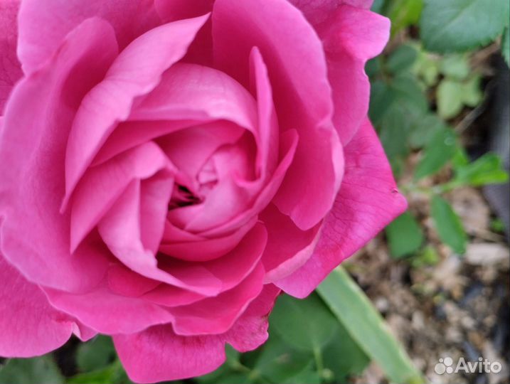 Розы саженцы