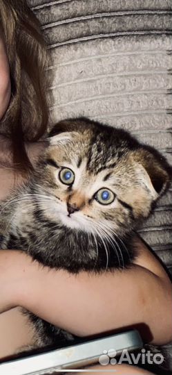 Шотландский вислоухий кот
