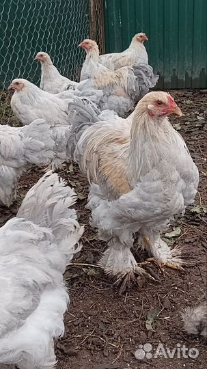 Петух брама