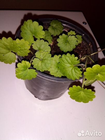 Будра вариегатная-ампельная