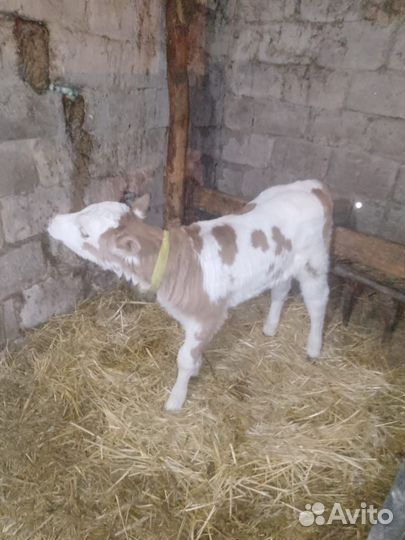 Телята телочки