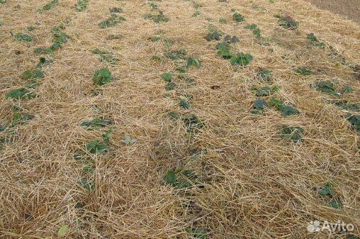 Сено на мульчу