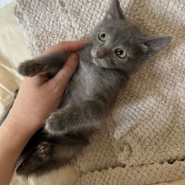 Котёнок в добрые руки