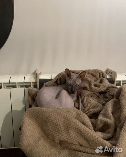 Гамак для кошек