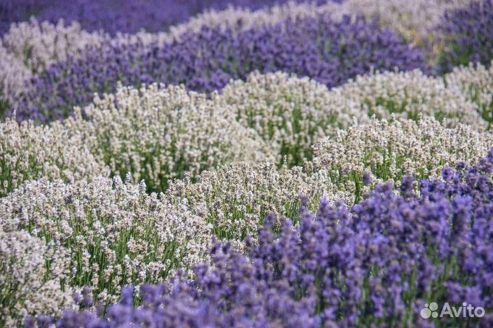 Саженцы Лаванда белая в горшке 3л доставка