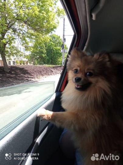 Немецкий шпиц