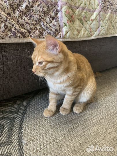 Котик шотландец
