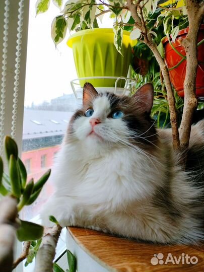 Рэгдолл девочка