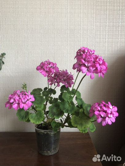 Герань пеларгония розовая