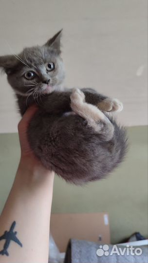 Кошка в дар