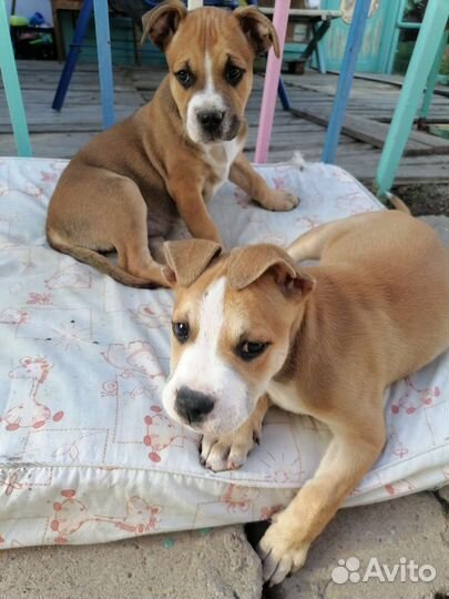 Стаффордширский терьер