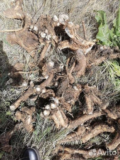 Корень хрена