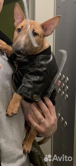 Куртка для собаки ультрамодная, кожаная