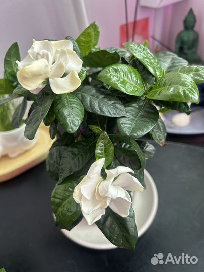 Комнатные растения цветы с доставкой
