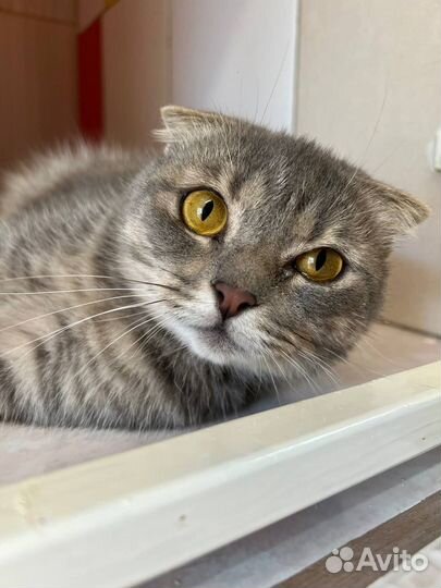 Кошечка с намёком на породу