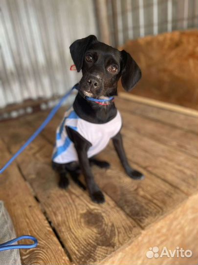 Маленькая собачка в добрые руки