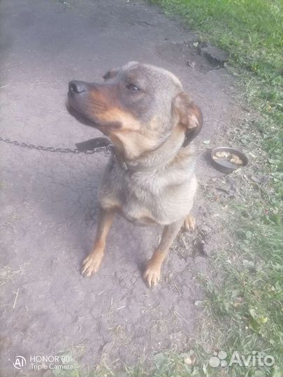 Собаки бесплатно в добрые руки