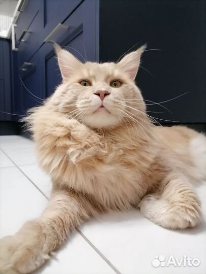 Мейн-кун вязка