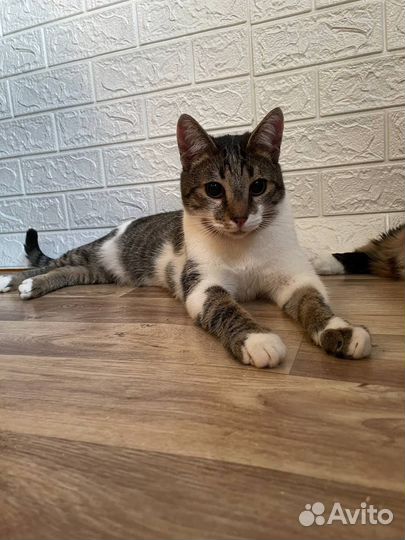 Котик Шурф в добрые руки