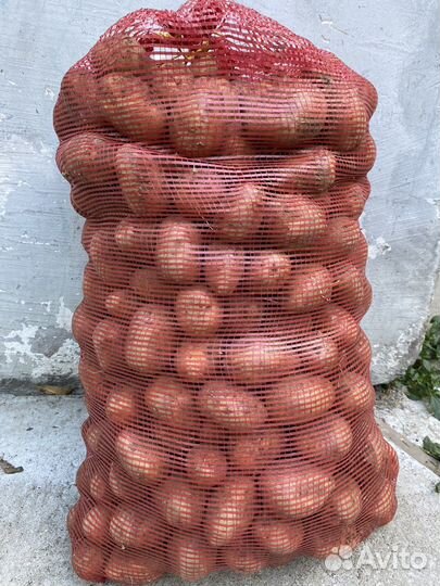 Картофель домашний