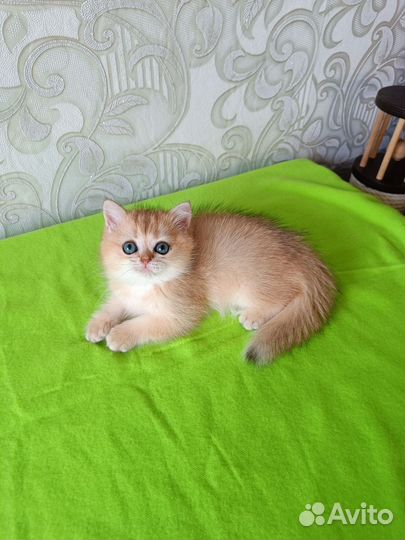 Золотая шиншилла, девочка