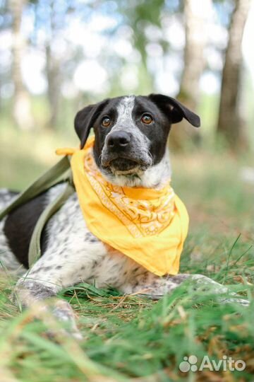 Щенок из приюта в дар