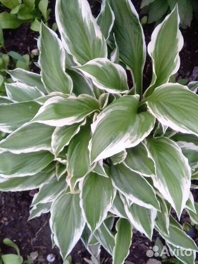 Хоста + в подарок безвременник