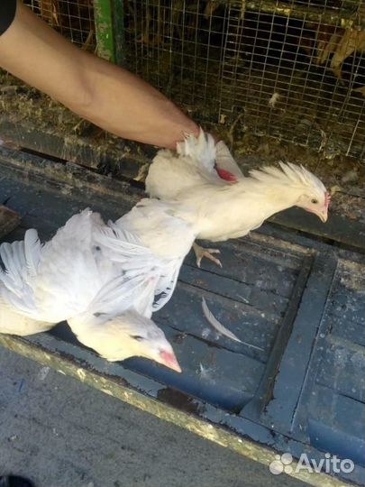 Куры Несушки