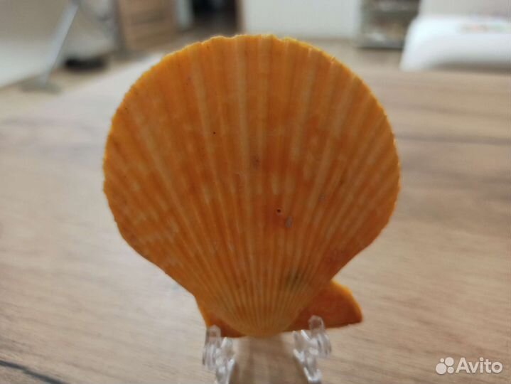 Морская раковина