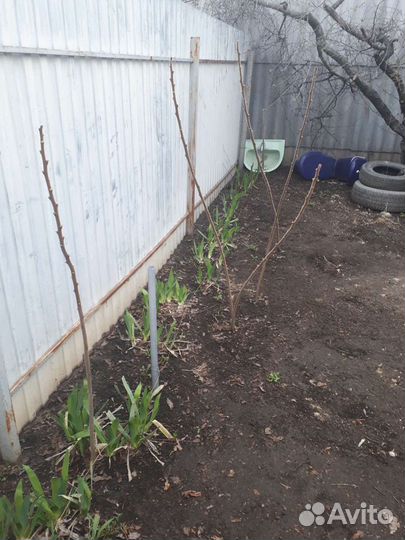 Сумах оленерогий или уксусное дерево