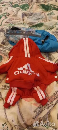 Одежда для маленьких собак