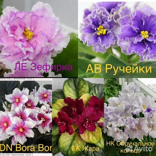 Фиалки детки набор