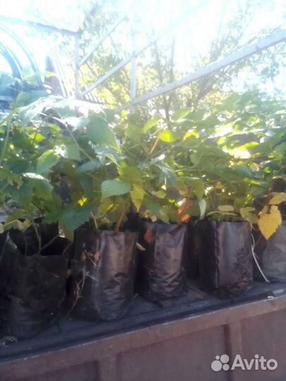 Саженцы ежевики: бжезина, чечанка, лах мэри