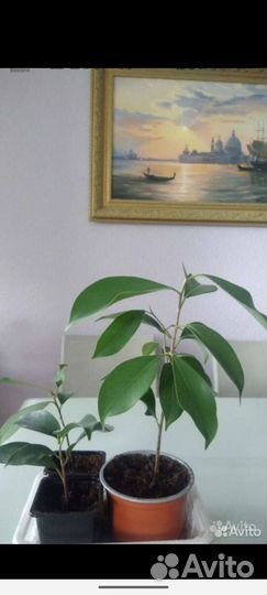 Юкка, фикус Бенджамин, антуриум