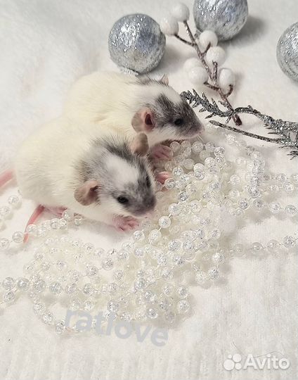 Крысята дамбо мальчики малыши