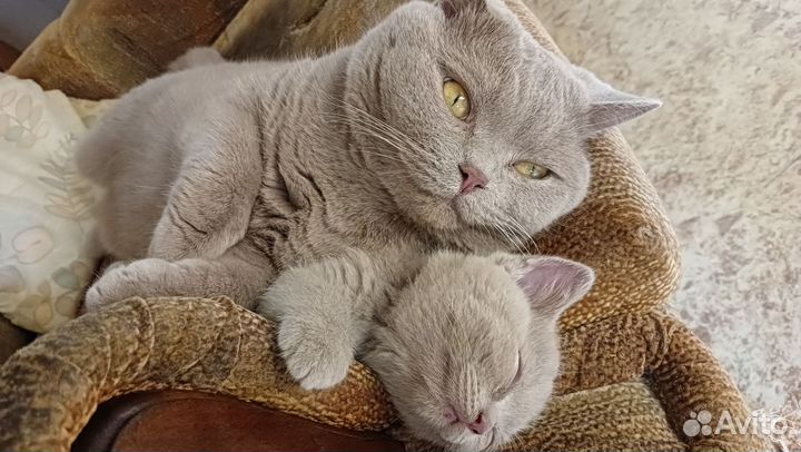 Британская