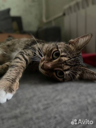 Котик бесплатно
