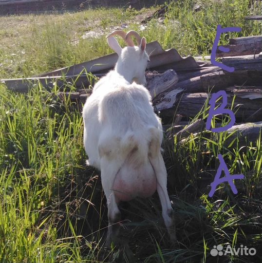 Дойные козы