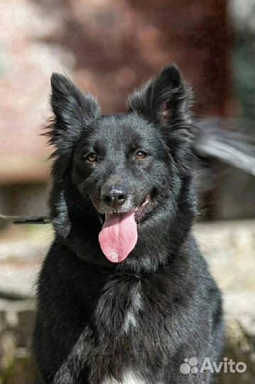 Отдам собаку