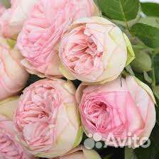 Пионовидная Роза Брайдал Пиано чайногибридная