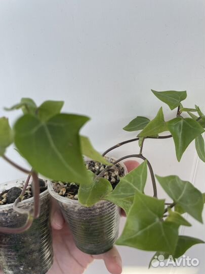 Суккуленты