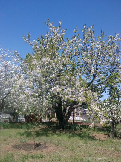 Участок 7 сот. (СНТ, ДНП)