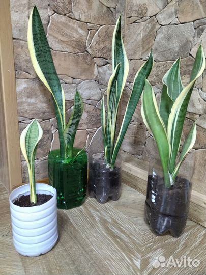 Сансевиерия Футура Суперба(тещин язык,щучий хвост)