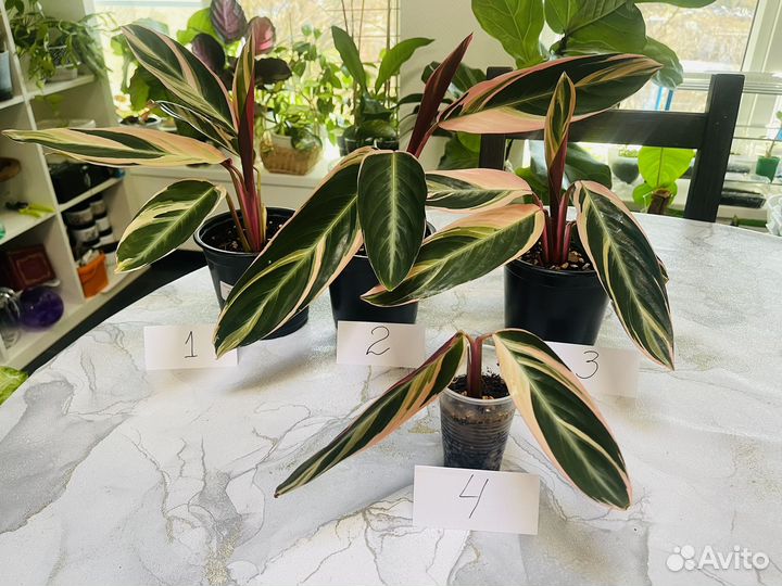 Строманта триколор