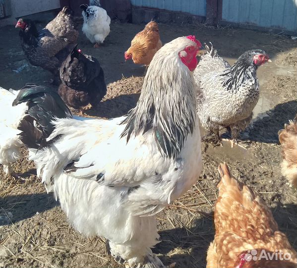 Петух брама